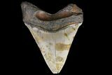 Bargain, Megalodon Tooth - North Carolina #83953-1
